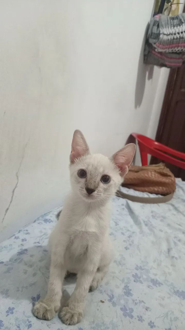 Doação de animais  - Foto 4