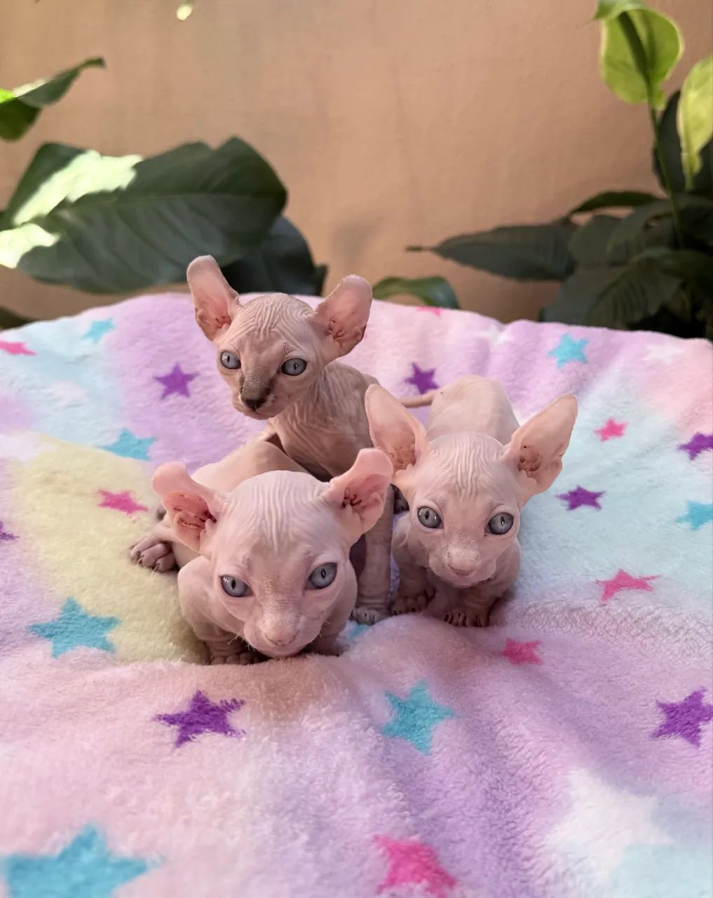 Filhotes Sphynx  - Foto 2