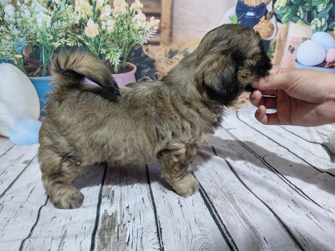 Filhote da raça shihtzu  - Foto 5