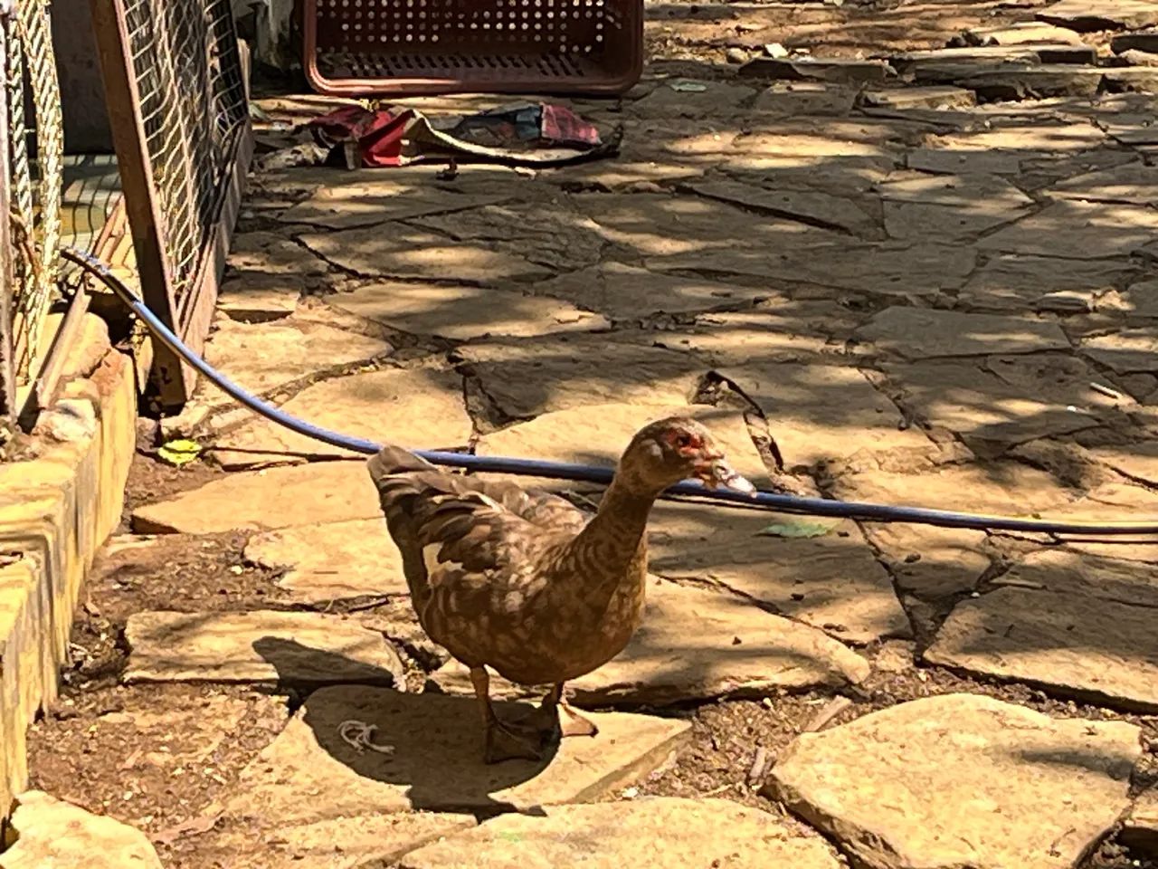 Galinhas e patos  - Foto 5