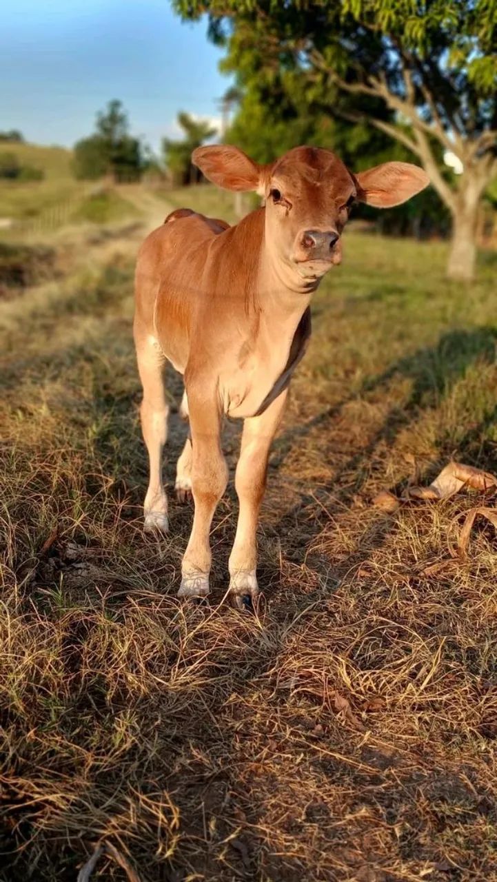 Estou doando este animais - Foto 2