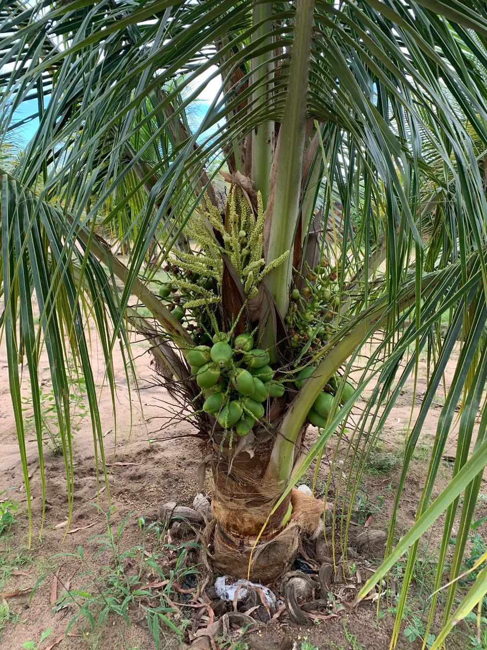 Muda de coco anão - Foto 3