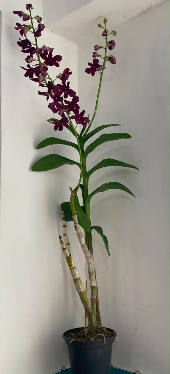 vendas de orquídeas  - Foto 2