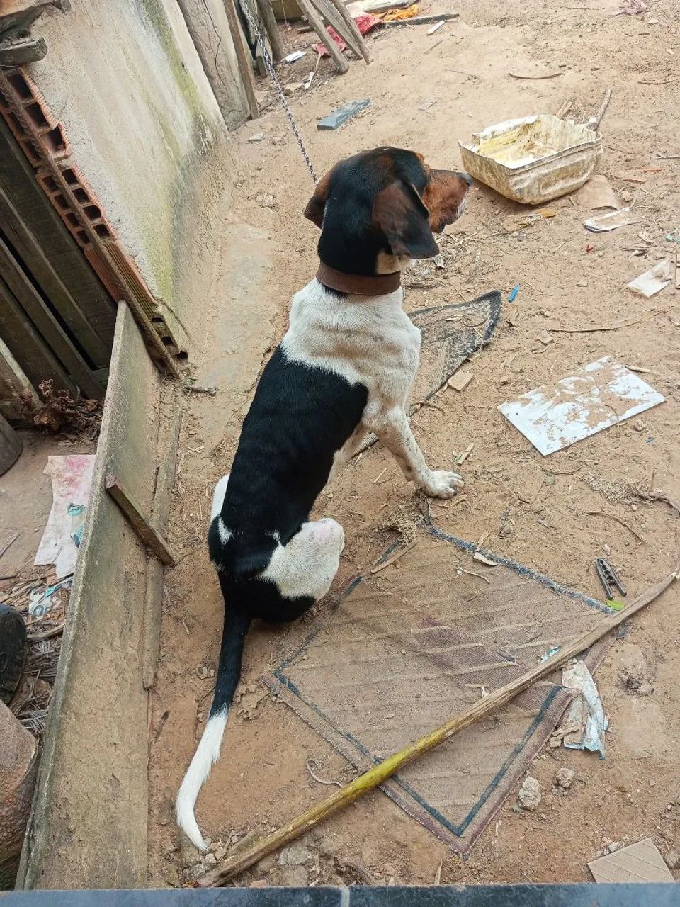 Cachorro americano 11 meses