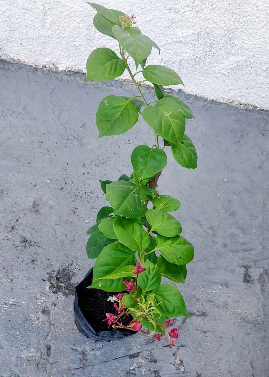 Vendo  - Foto 2