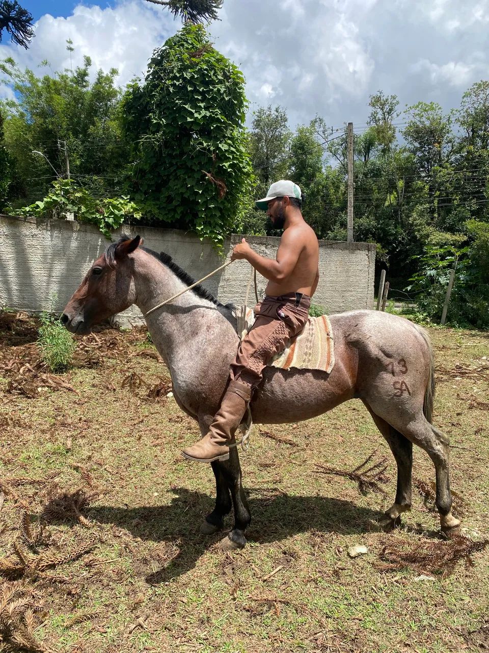 Troco cavalo crioulo - Foto 4
