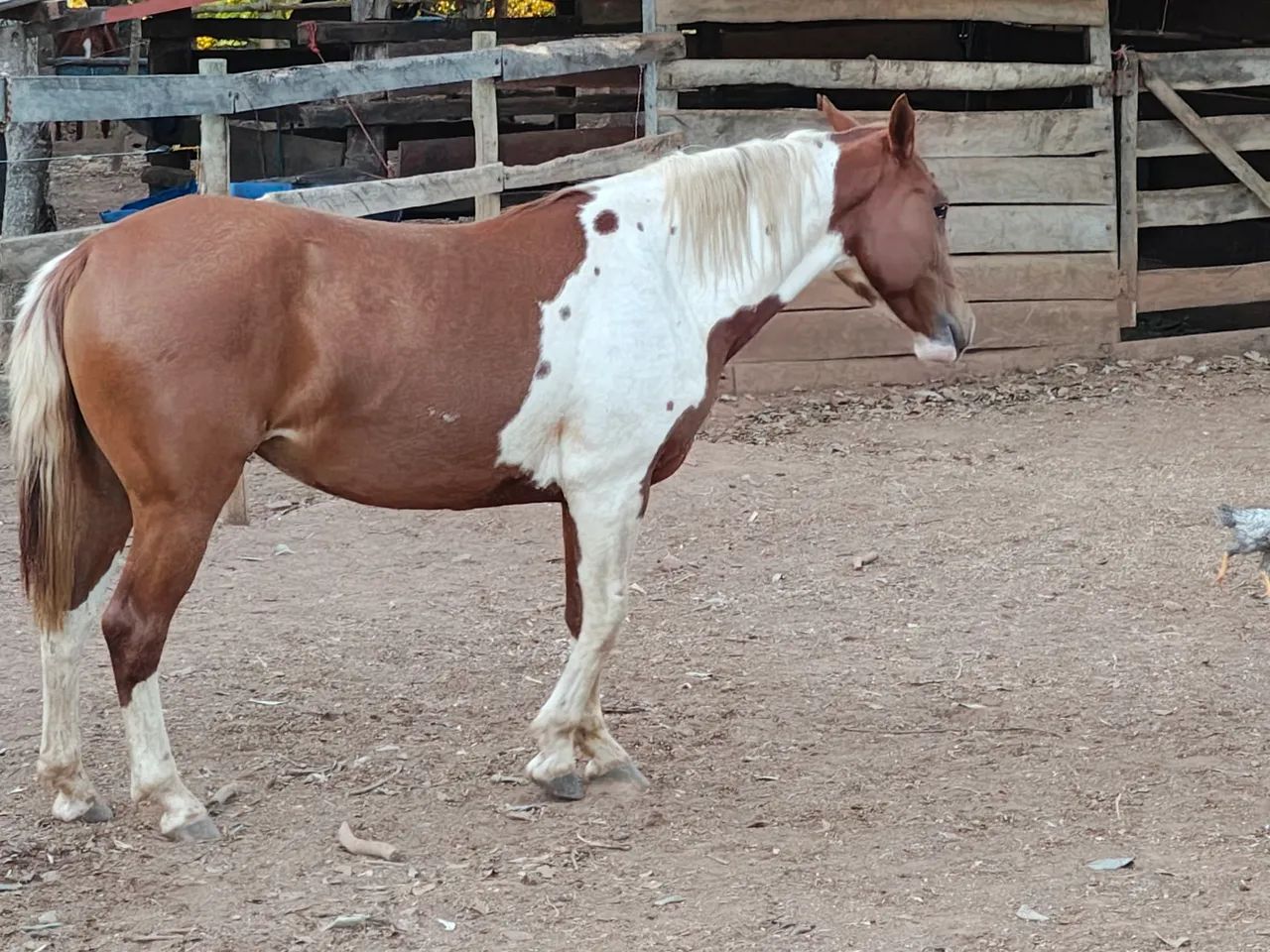 Potra Paint Horse