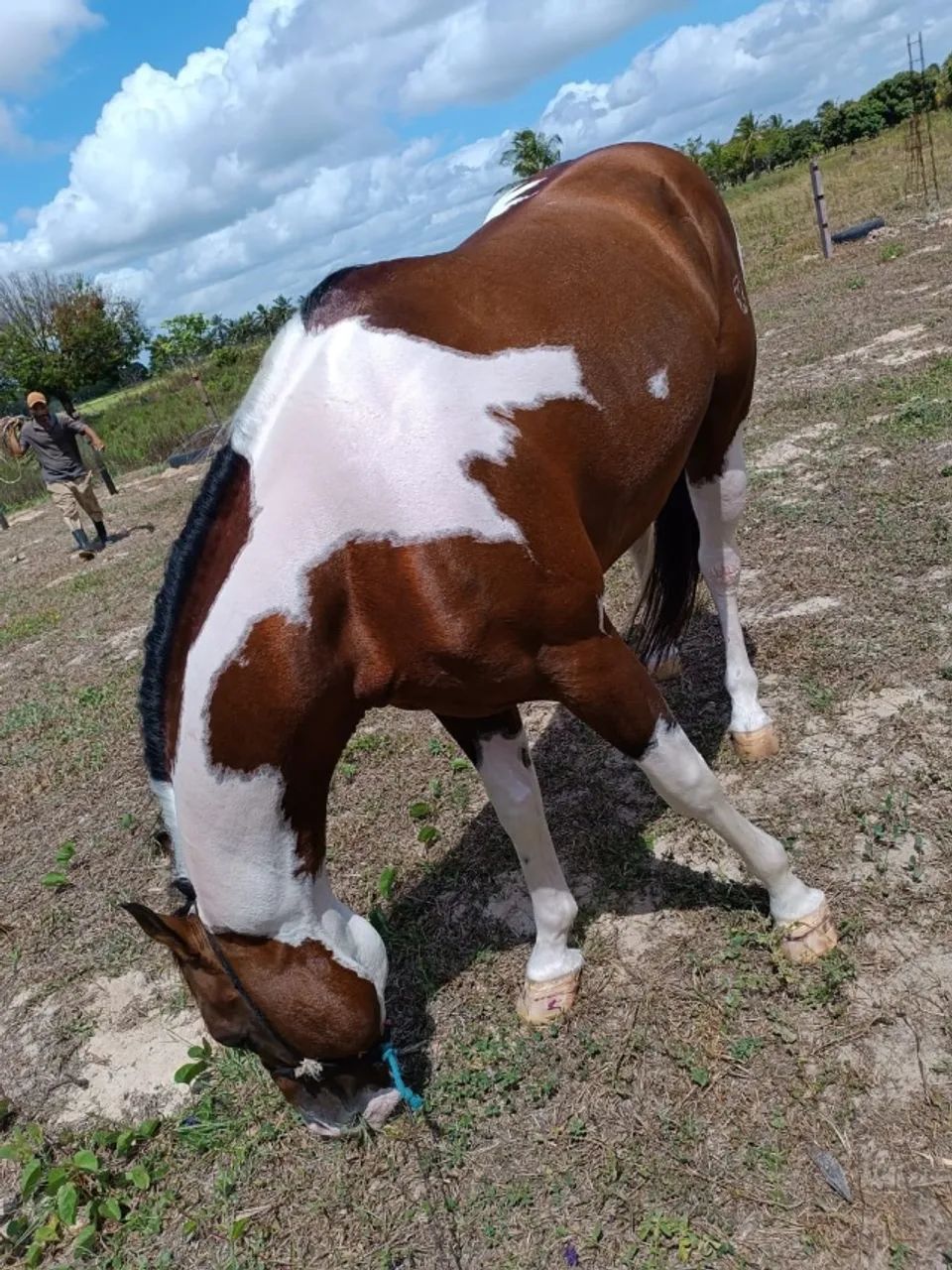 Cavalo Paint horse