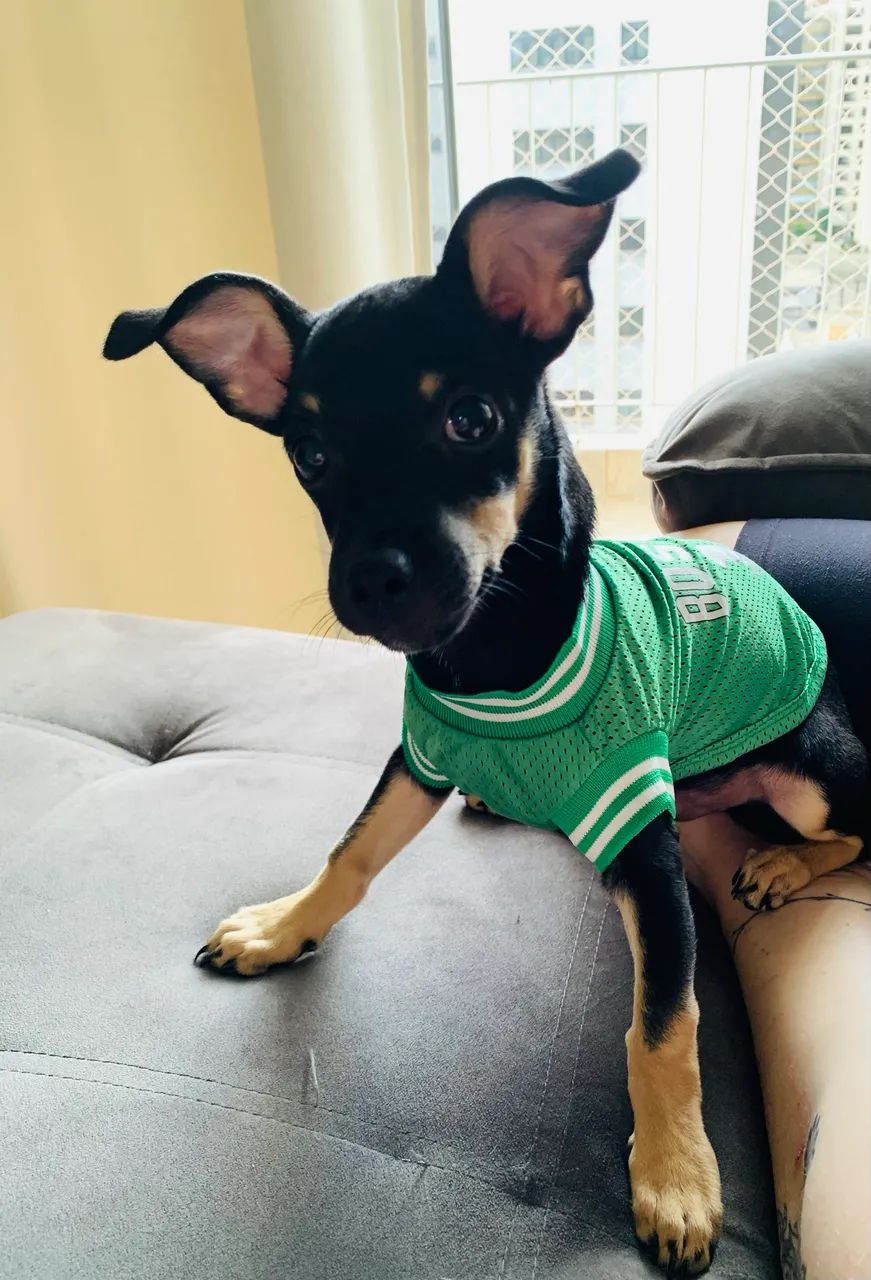 Pinscher tamanho 1  - Foto 3