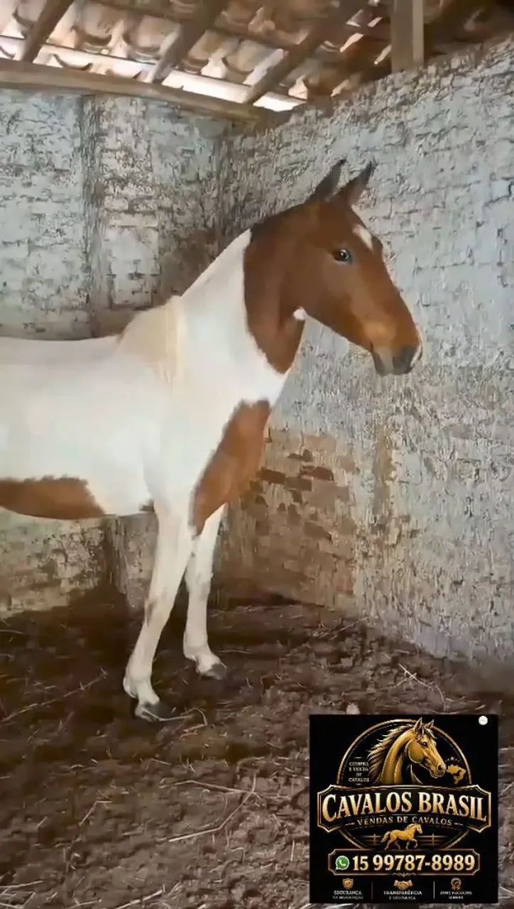 ÉGUA LUXOOO