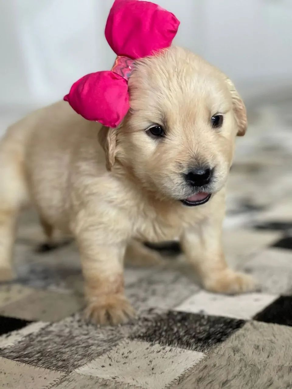 Goldens bahiano  - Foto 4