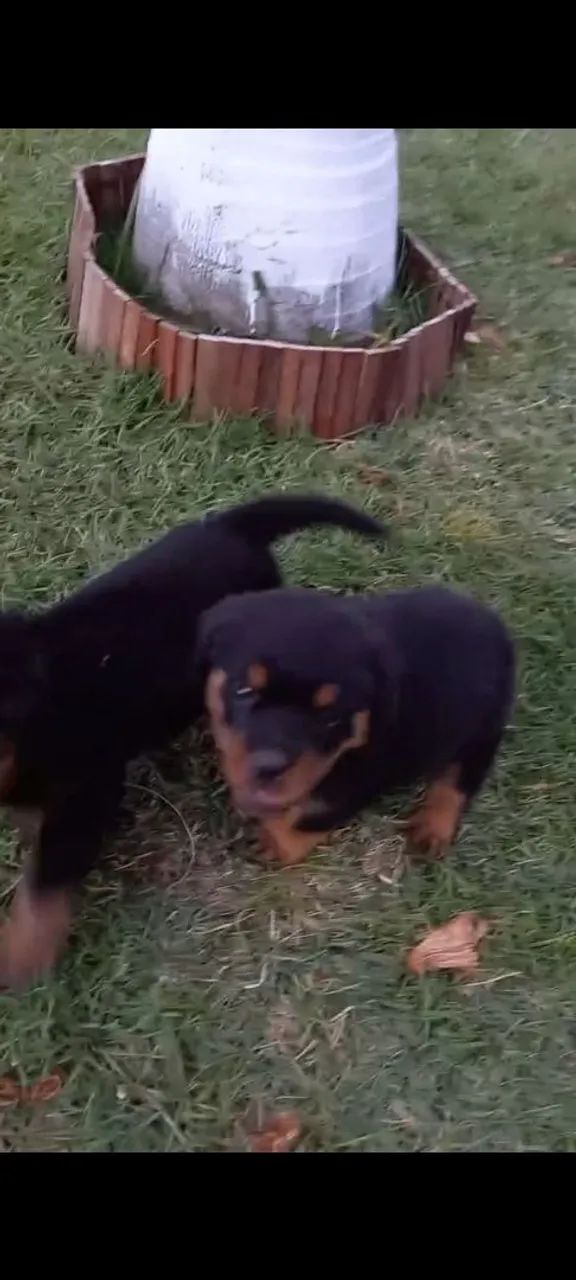 Rottwailler  - Foto 2