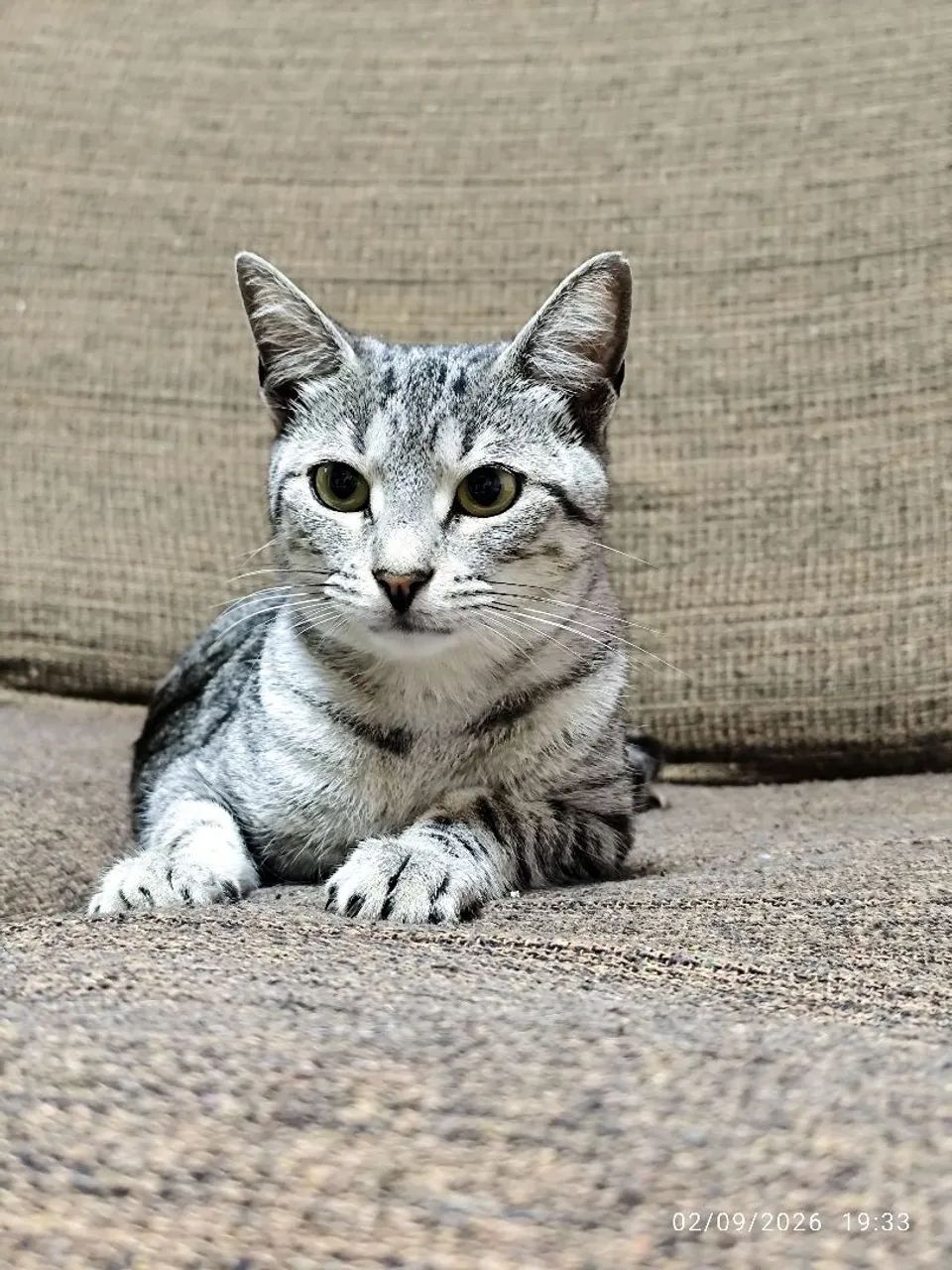 Adoção gato - Foto 4