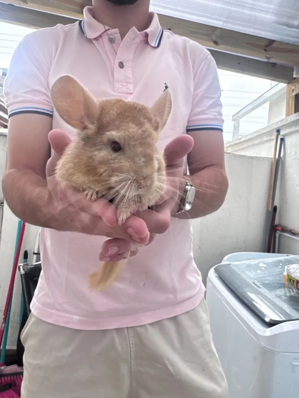 Chinchilas