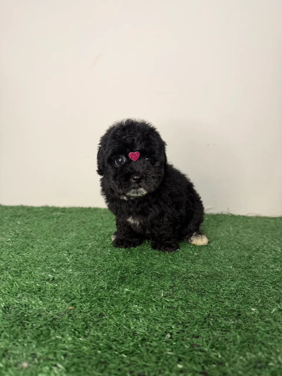 poodle toy - Foto 2