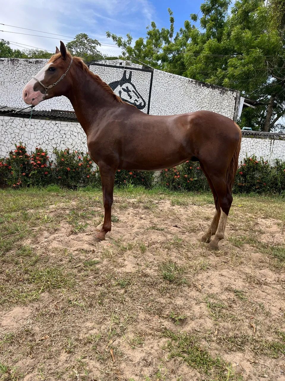 CAVALO ALAZÃO CRINALVO SHOW DE MARCHA PICADA - Foto 6