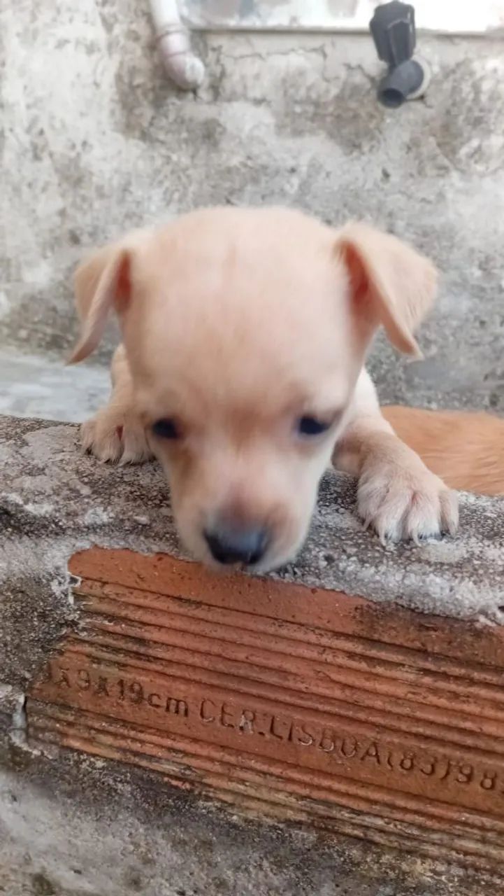 Filhotes de pinscher 