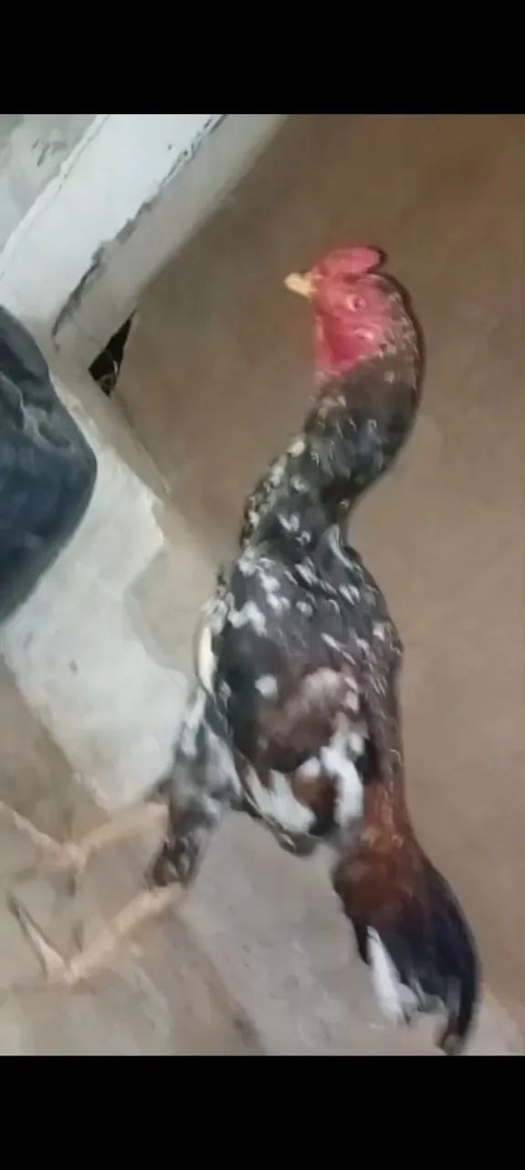 Vendo frango  - Foto 5