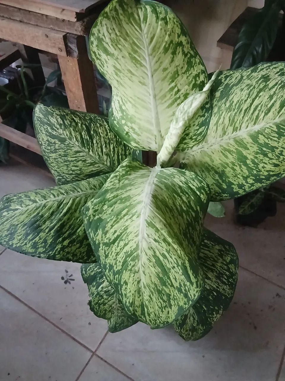 Plantas comigo ninguém pode