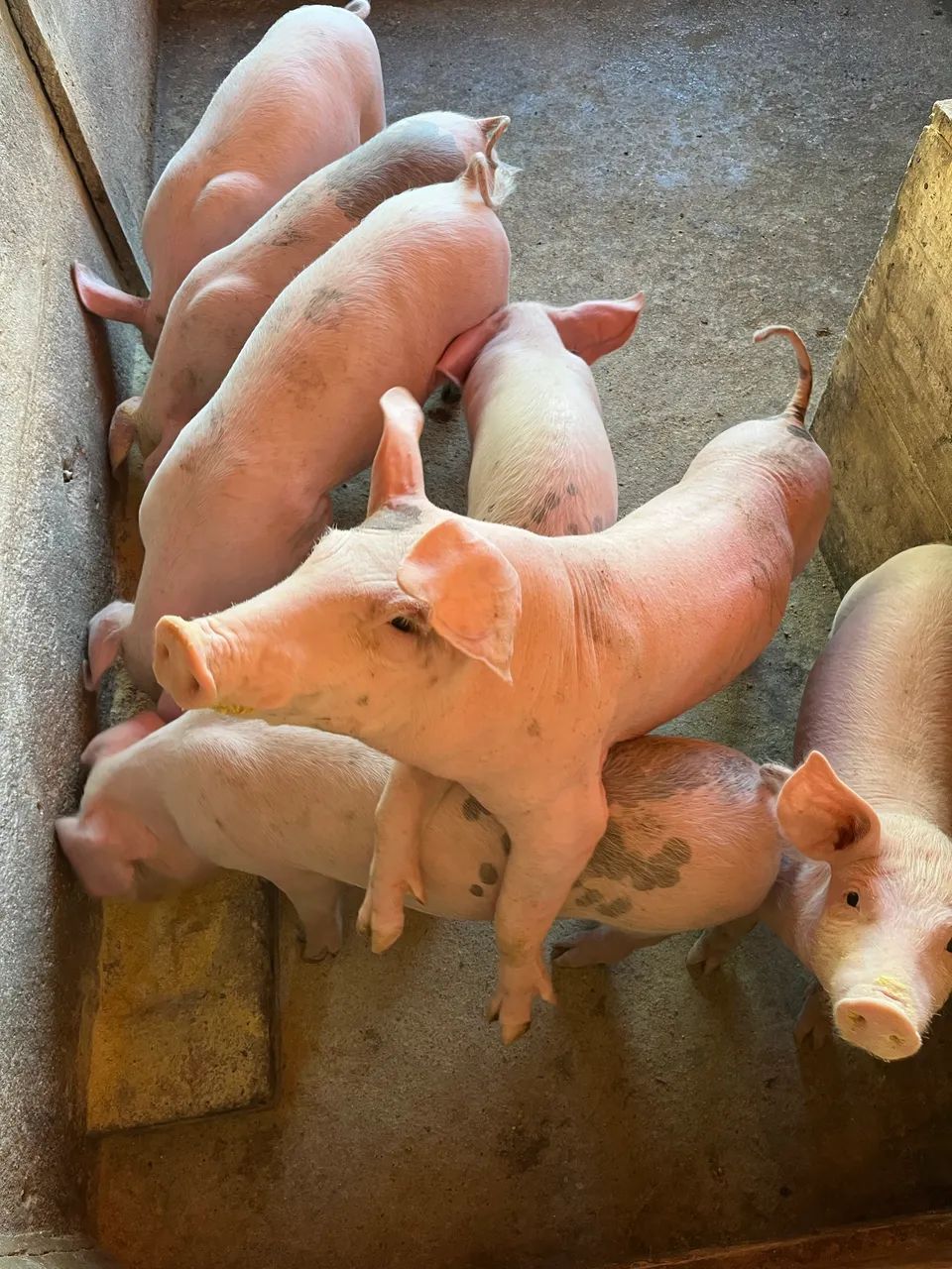 Leitões  - Foto 2