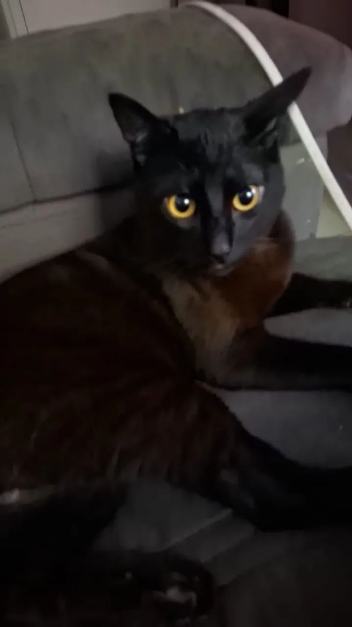 Gato macho  - Foto 2