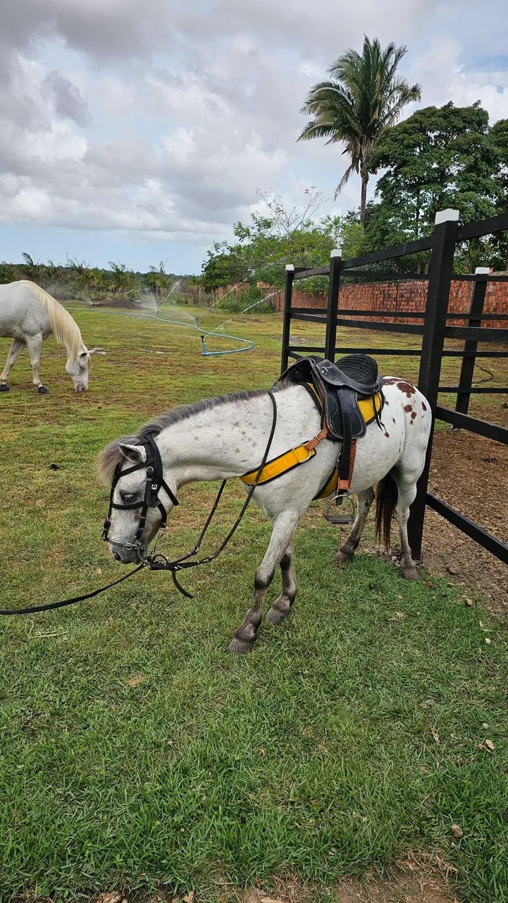 PÔNEY APPALOOSA À VENDA - PIPOCA - SÃO LUIS - SÃO JOSÉ DE RIBAMAR - MA - Foto 6