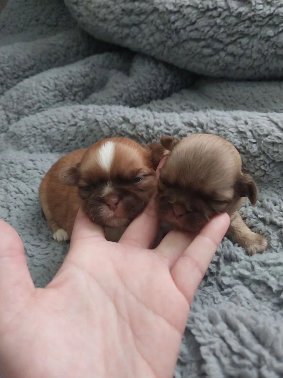Shih tzu  - Foto 2