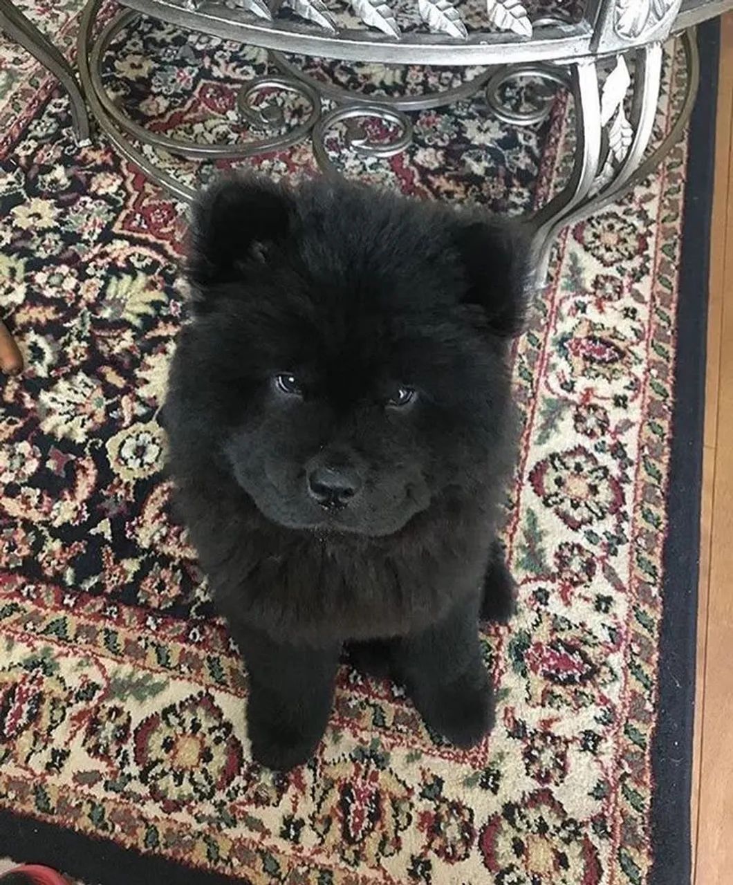 700$ raça chowchow fêmea 3 meses 