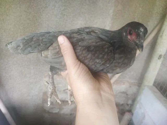 Galinha Garnize  - Foto 3