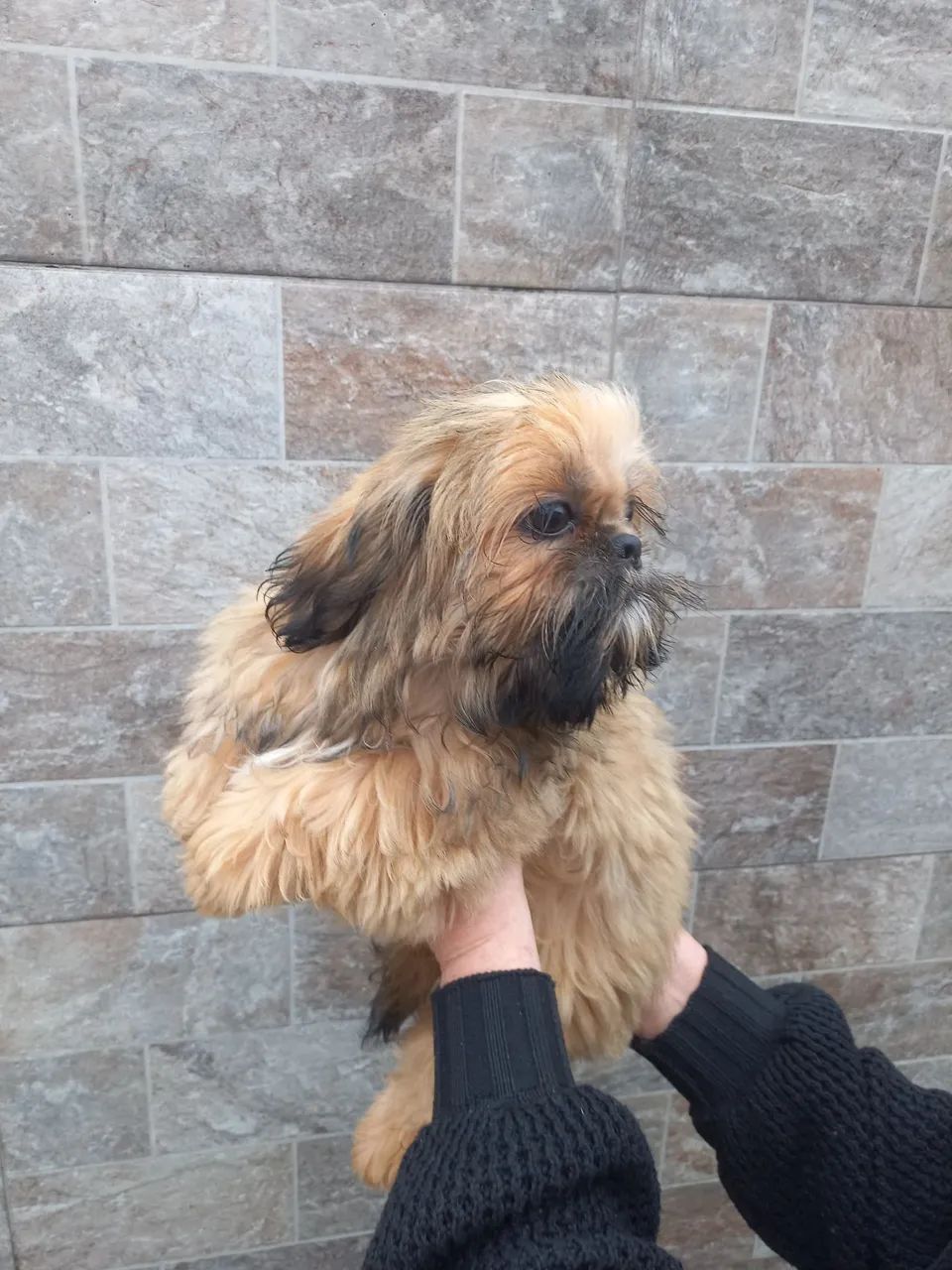 Barbada mini shih tzu  - Foto 4