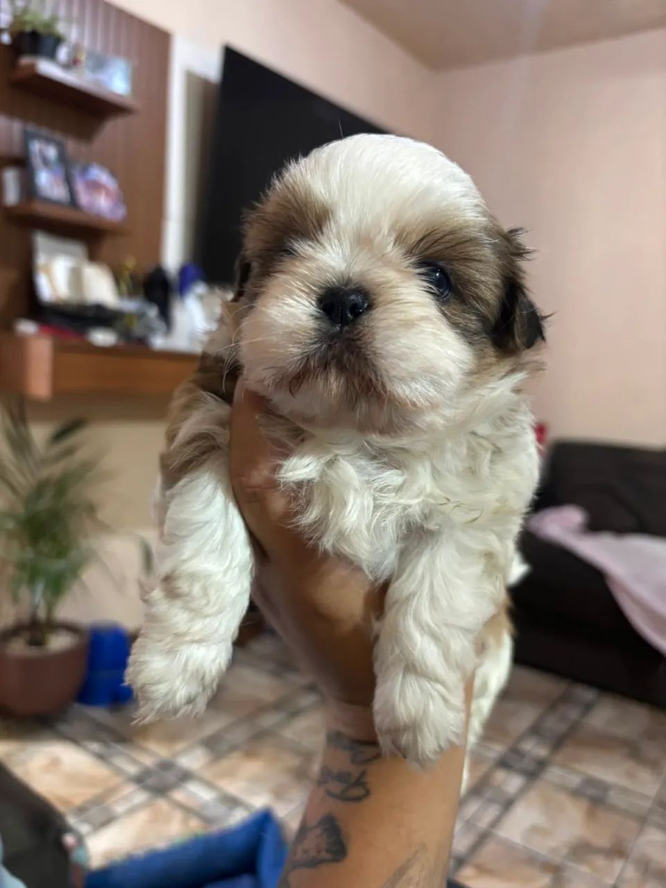 Shih-tzu  - Foto 2