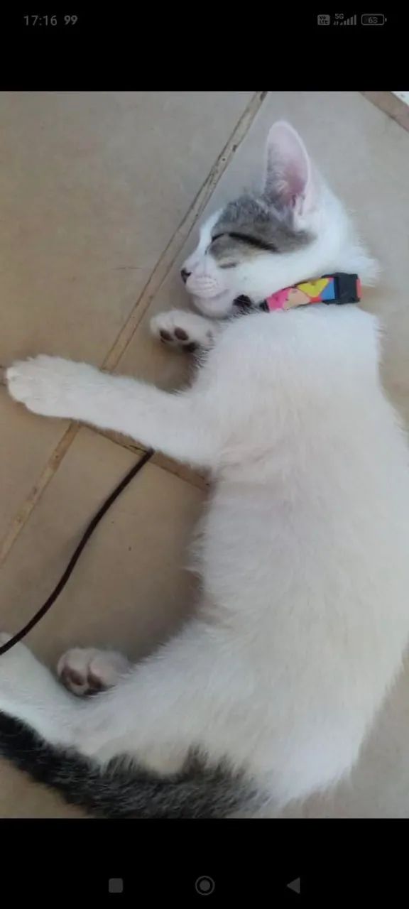 Gatinho para adoção  - Foto 2