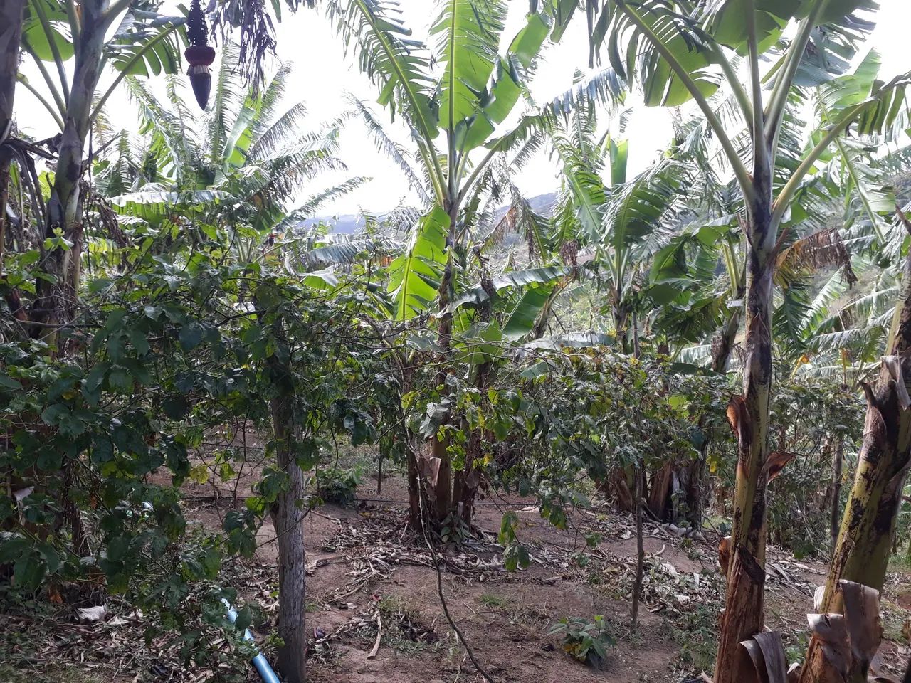 Chácara em Aratuba - Foto 5