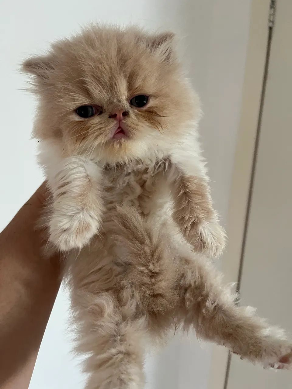 Vendo 2 Gatos Persa R$ 500,00 cada  - Foto 3