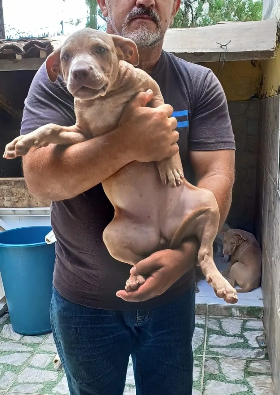 Animais - Foto 2