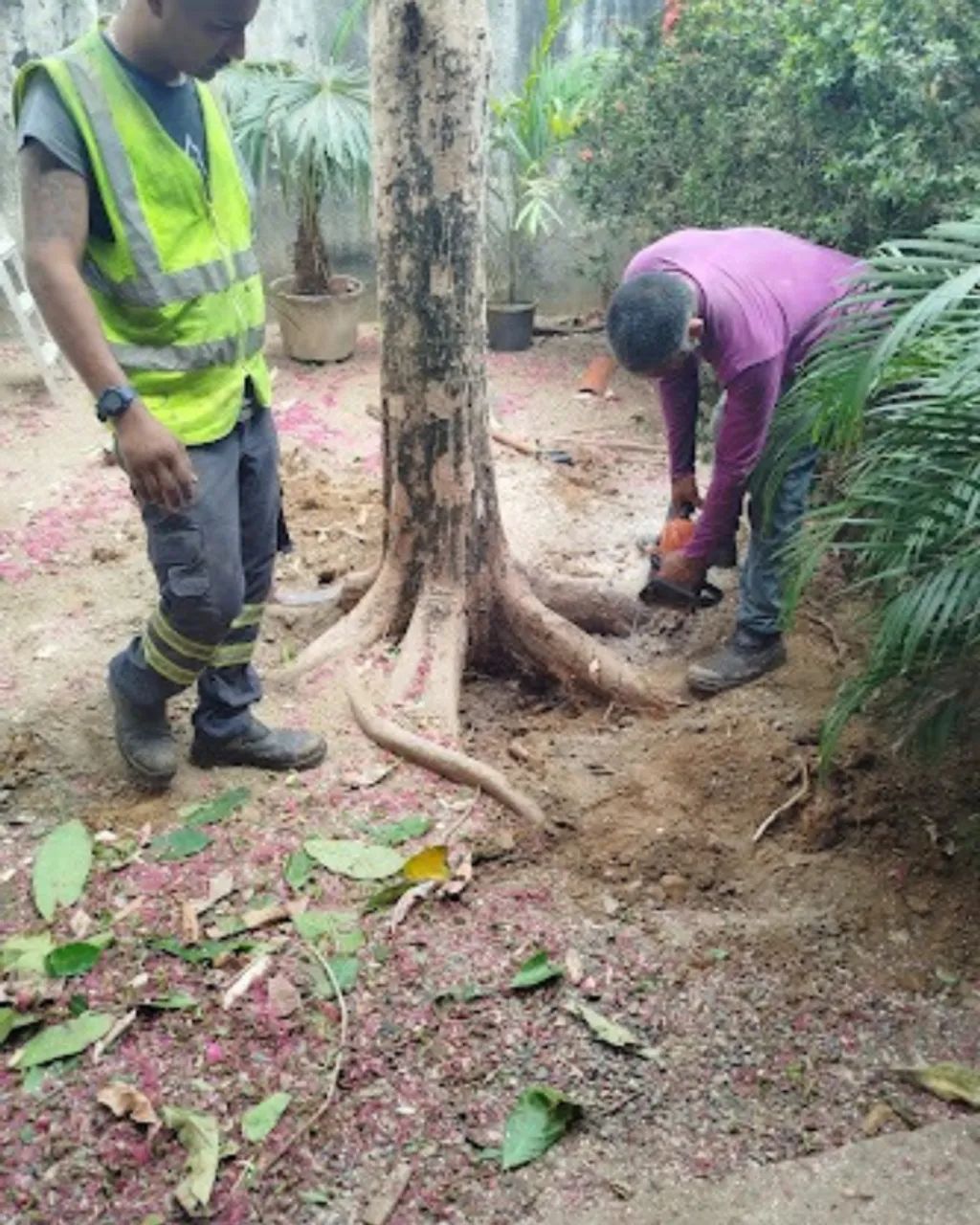 Remoção de Toco e Raiz de Árvore - Foto 2