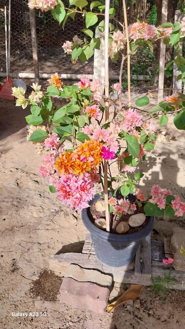 Vende-se plantas  - Foto 4