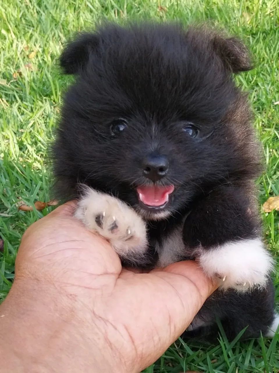Spitz alemão  - Foto 5
