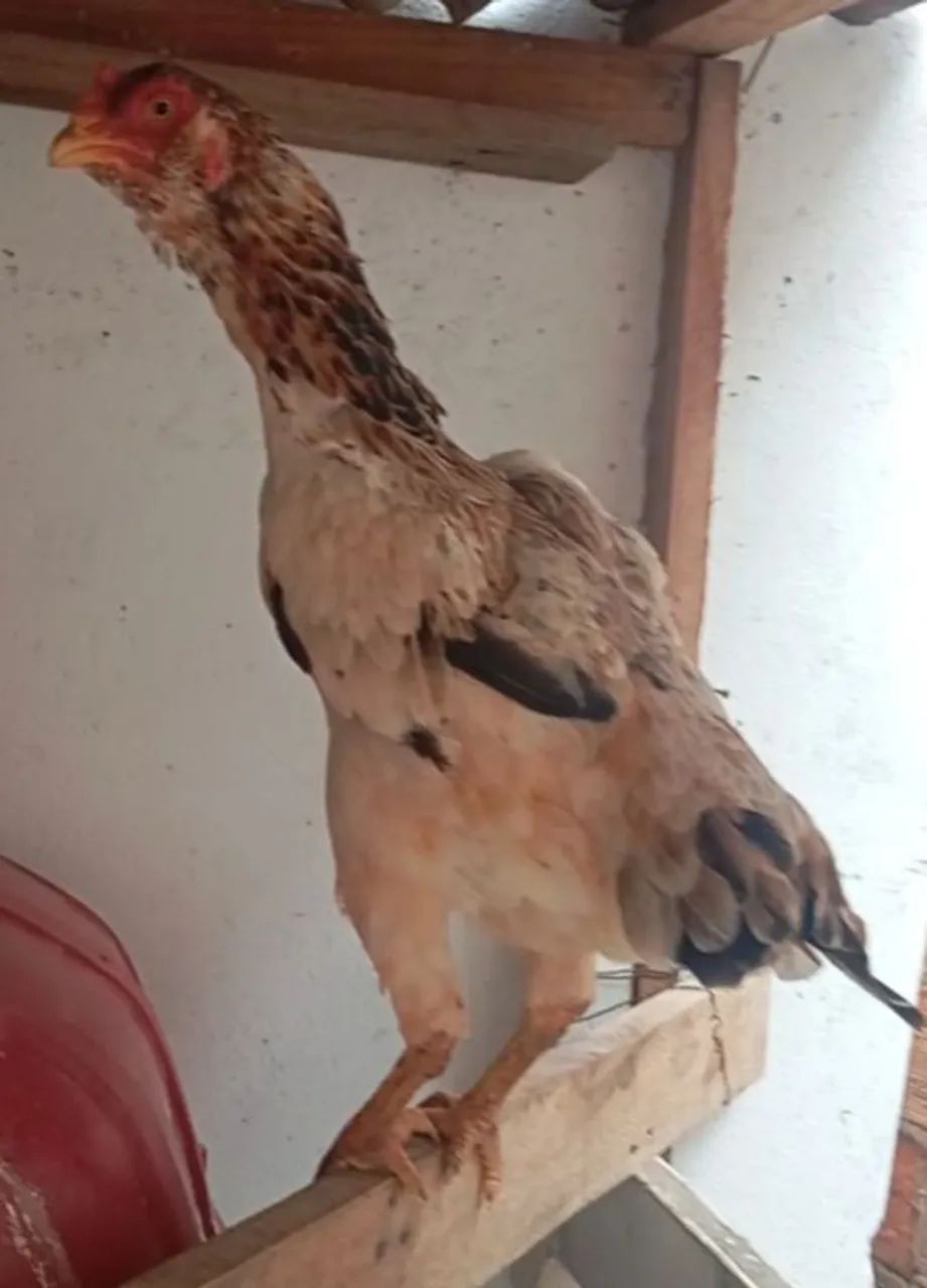 Galinha índia barbuda  - Foto 2