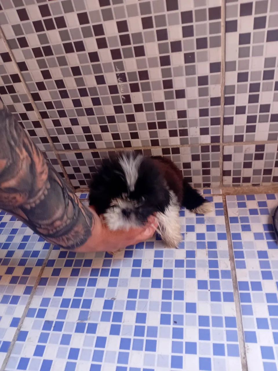 Shih Tzu  mini - Foto 3