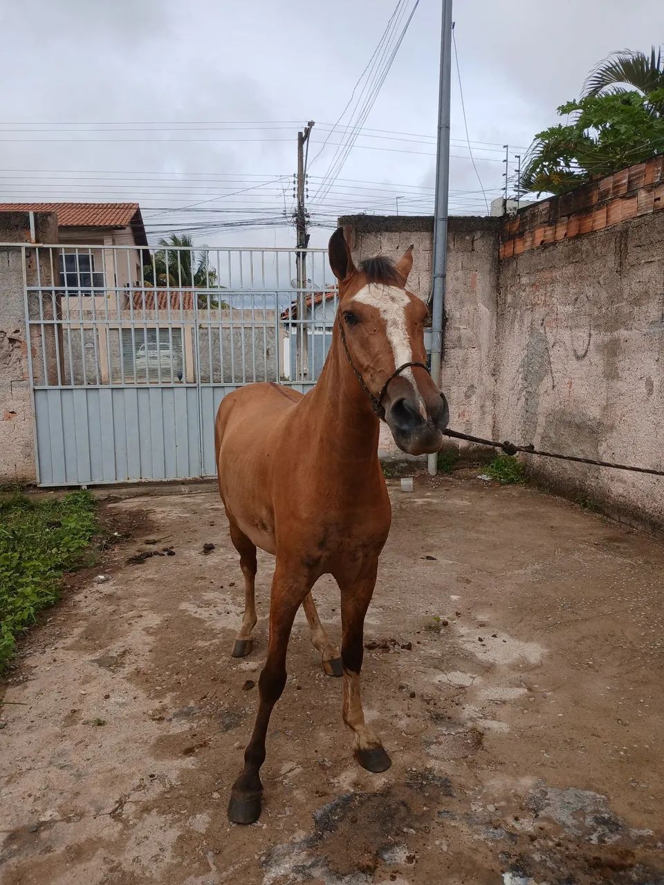 Potro caminhado top - Foto 3