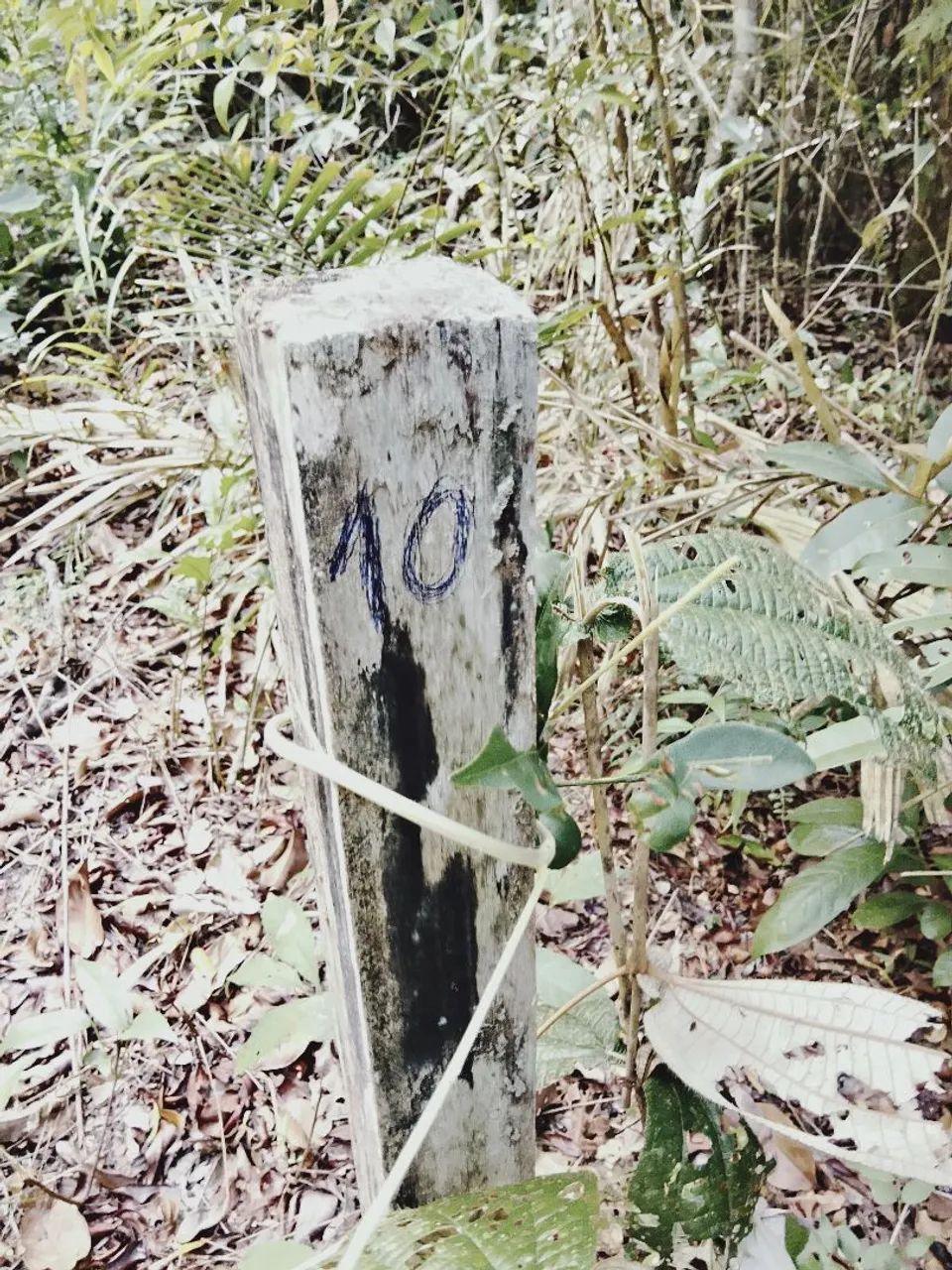 Vendo dois lotes em Alter-do-chão  - Foto 5