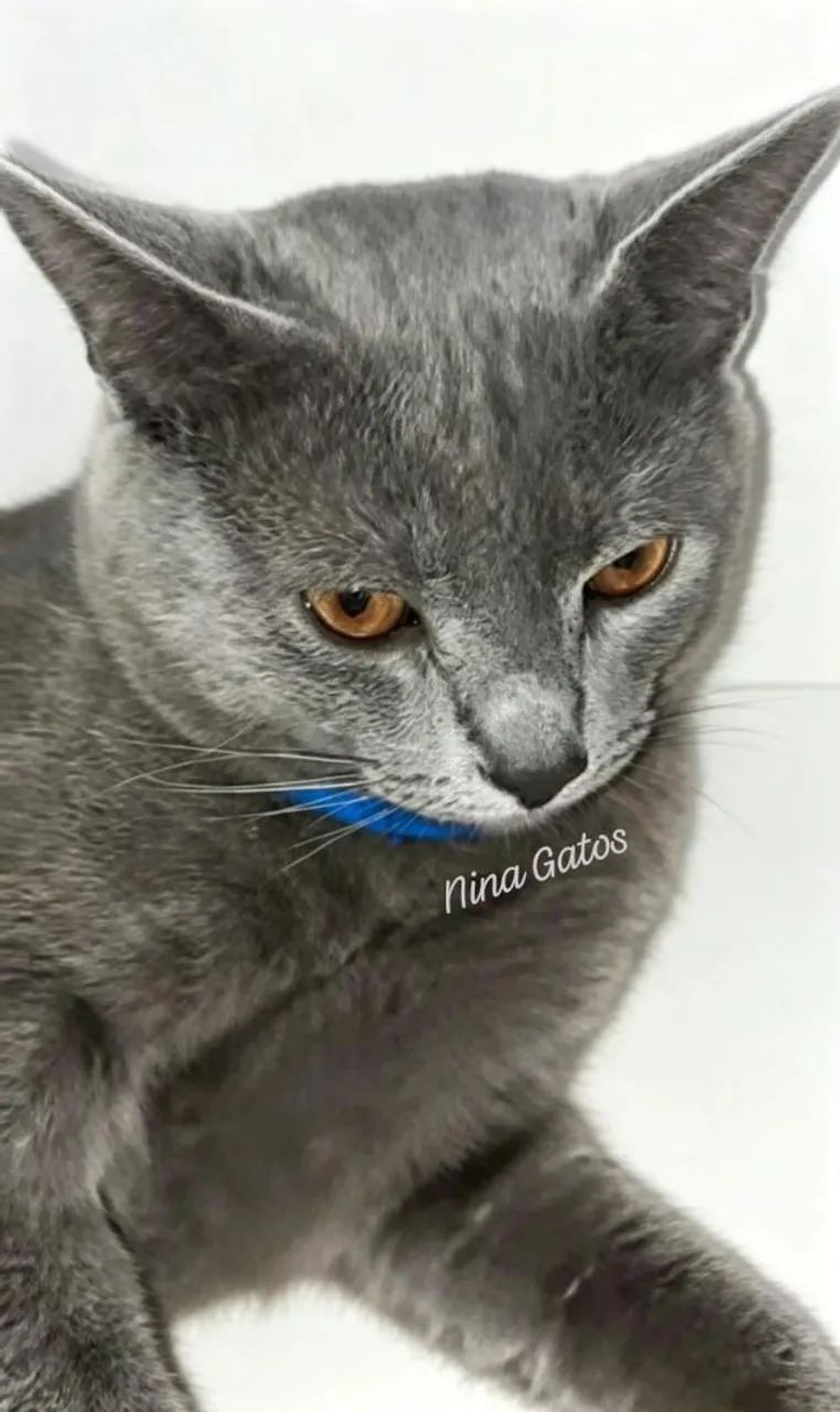 Chartreux filhotes  - Foto 5