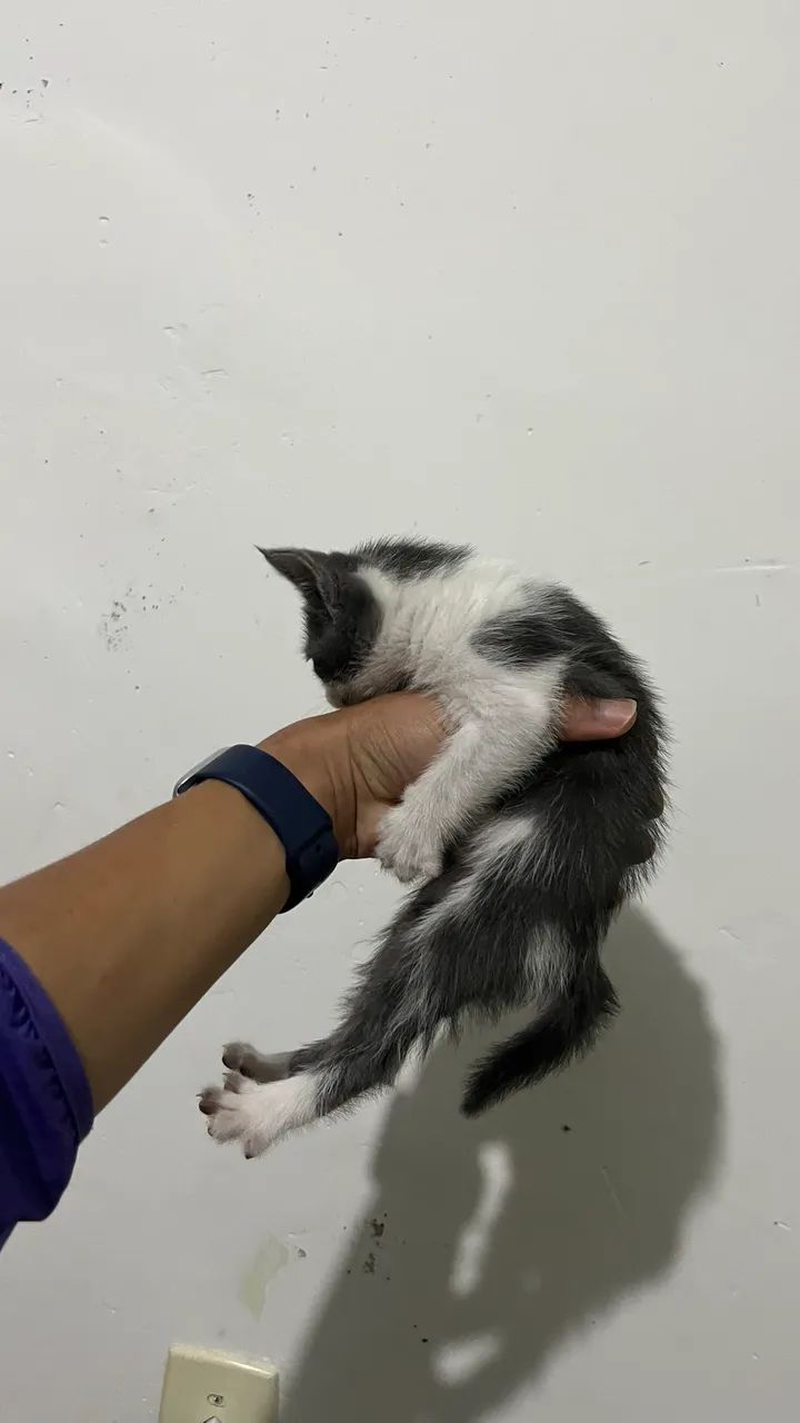 Doação gatinhos - Foto 3