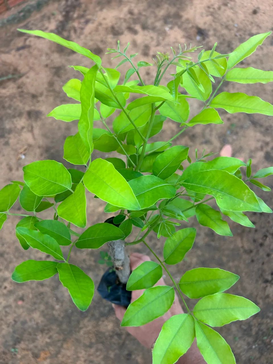 Mudas frutíferas  - Foto 4