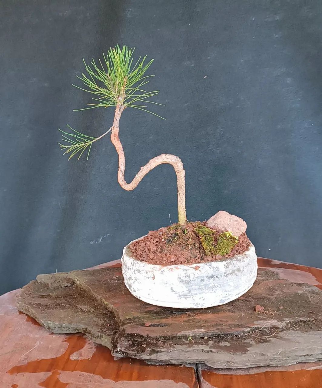 Bonsai Pinus  - Foto 2
