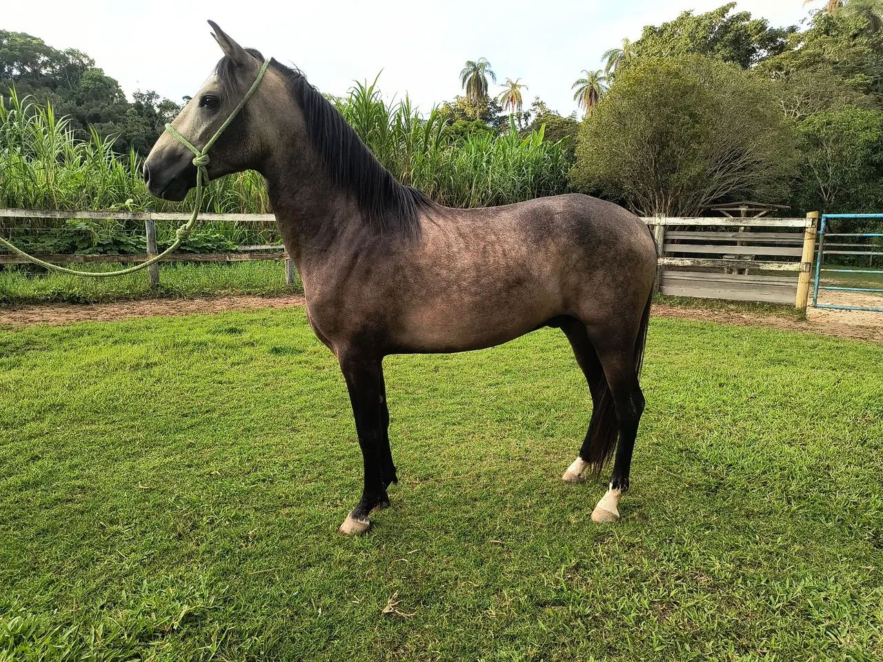 Filho do Fator de Três Corações e  neto do Estanho de Alcatéia !!!! - Foto 2