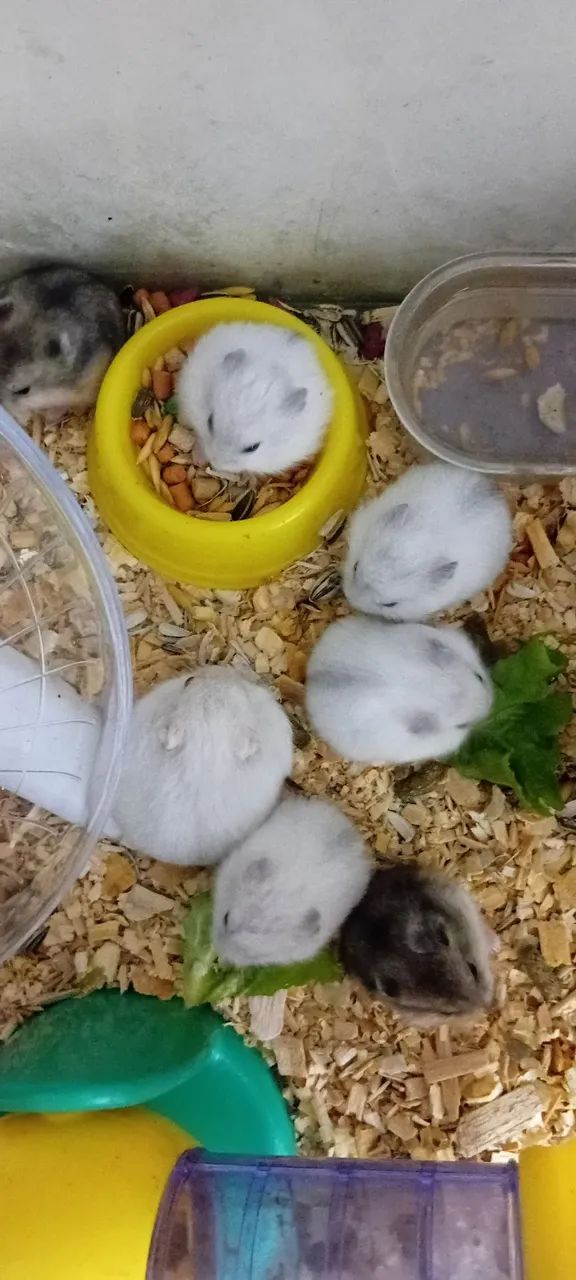 Hamster Filhotinhos 