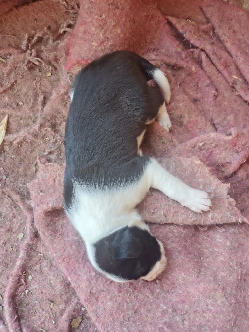 Border collie  - Foto 4