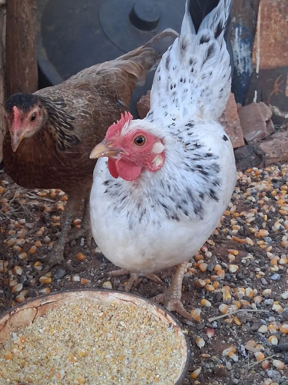 Galinha garnize e mine garnize! - Foto 3
